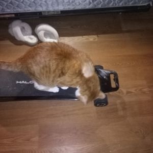 Meet your Posher, Peter